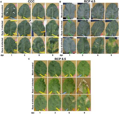 Novel Vegetation Indices to Identify <mark class="highlighted">Broccoli</mark> Plants Infected With Xanthomonas campestris pv. campestris